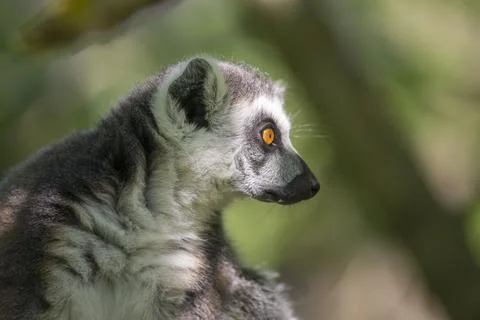 Portrait of a Ring-Tailed Lemur Stock Photos