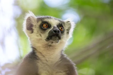 A portrait of a ring-tailed lemur on a tree Stock Photos