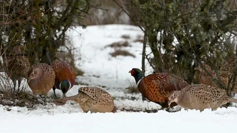 Portrait Ringneck Pheasant, Phasianus colchicus. Close up Snow is falling Video stock 229654086