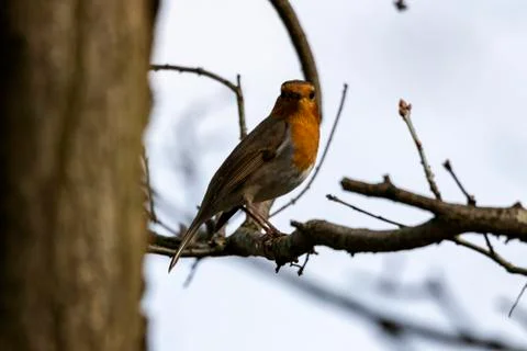A portrait of a robin on a branch looking straight into the camera. Stock Photos
