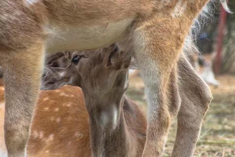 Portrait of a roe deer between deer legs. Stock Photos