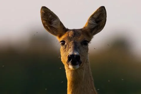 Portrait of roe deer looking to the camera in evening Stock Photos