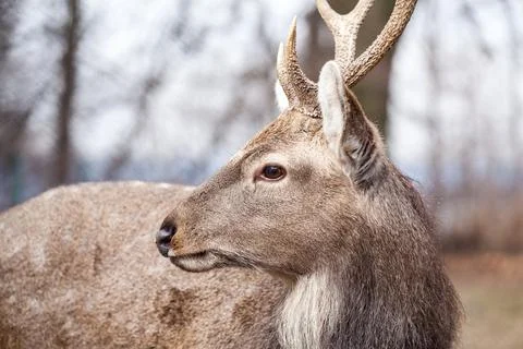 Portrait of roe deer looking in spring nature Stock Photos