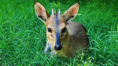 Portrait of roe Foto stock