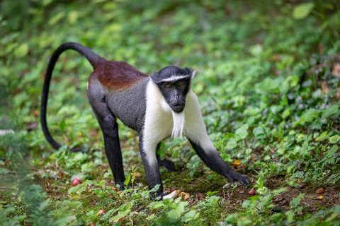 Portrait of a roloway monkey in the forest Stock Photos