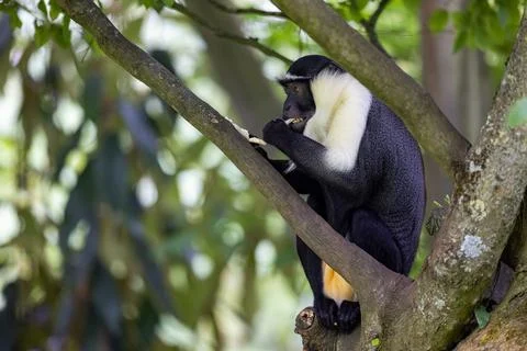 Portrait of a roloway monkey in the forest Foto stock