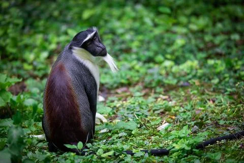 Portrait of a roloway monkey in the forest Stock Photos
