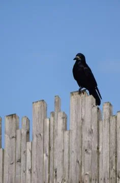 Portrait of a rook Foto stock
