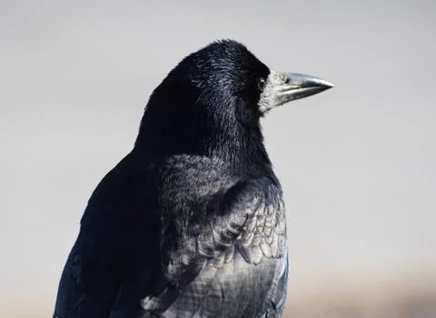 A portrait of a rook Stock Photos