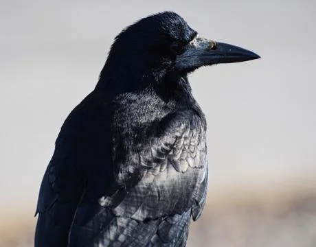 A portrait of a rook Stock Photos