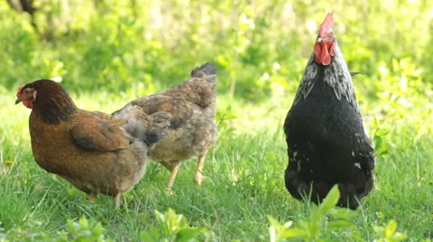Portrait of a rooster and chickens Video stock 44002004