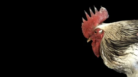 Portrait of a rooster on a black background Stock Footage 75661371