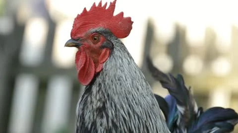 Portrait rooster Video stock 22008824