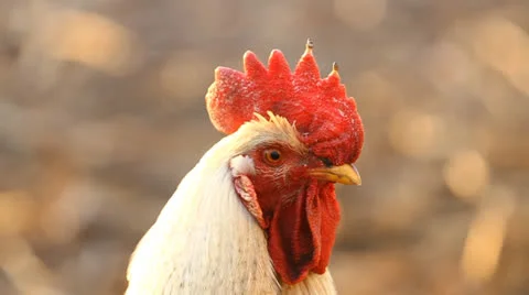 Portrait  rooster Stock Footage 22752521
