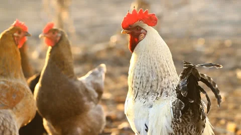 Portrait  rooster Stock-Footage 22923444