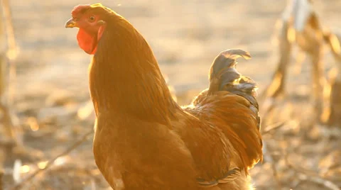 Portrait of rooster Stock-Footage 34099679