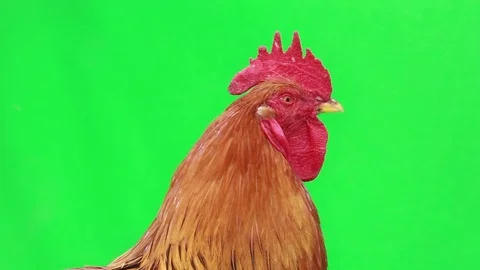 Portrait rooster on green screen, studio shot Stock Footage 78097135