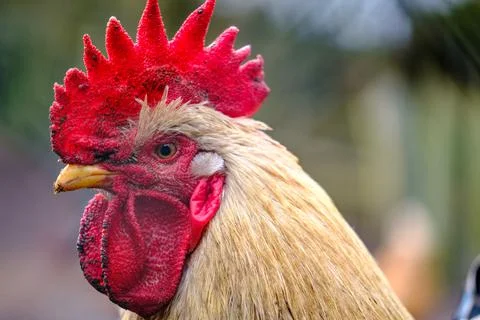Portrait of a rooster looking into the camera Stock Photos
