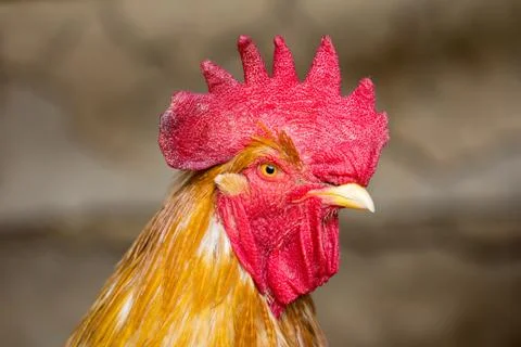 Portrait of a rooster Stock Photos