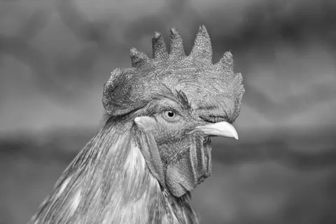 Portrait of a rooster Stock Photos