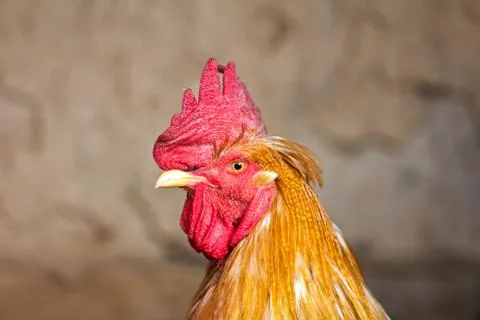 Portrait of a rooster Stock Photos