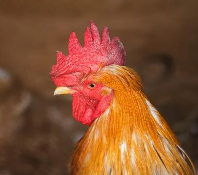 Portrait of a rooster Stock Photos