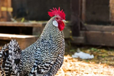 Portrait of a rooster Stock Photos