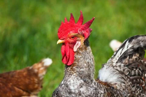 Portrait of a rooster Stock Photos