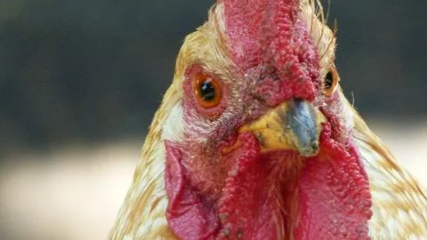 The portrait of a rooster Stock Photos
