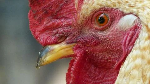 The portrait of a rooster Stock Photos