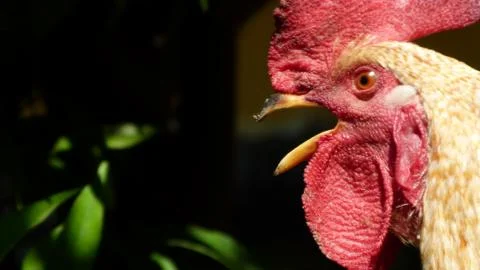 The portrait of a rooster Stock Photos