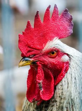 Portrait of a rooster 스톡 사진