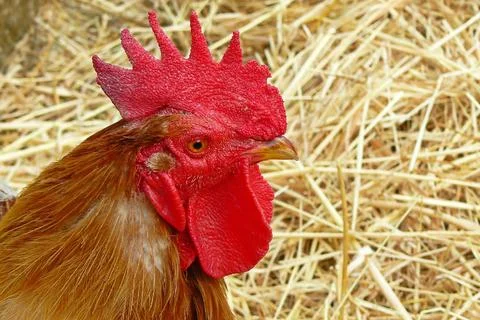 Portrait of a rooster Foto stock