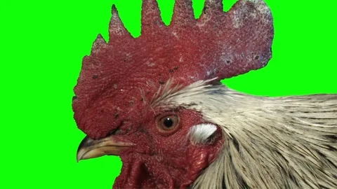 Portrait of a rooster in profile on a green background Stock Footage 75669920