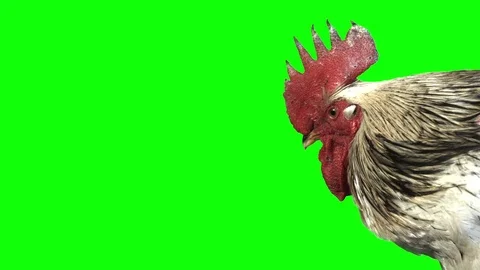Portrait of a rooster in profile on a green screen Video stock 75674543