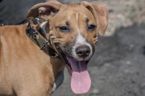 Portrait of a rootless dog close up Stockfoto's