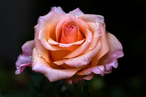Portrait of rose Stock Photos