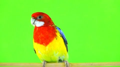 Portrait rosella parrot isolated on green screen Stock Footage 100825053