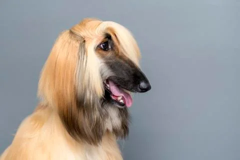 Portrait of Rough Collie in studio Stock Photos