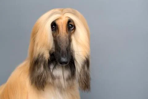 Portrait of Rough Collie in studio Stock Photos