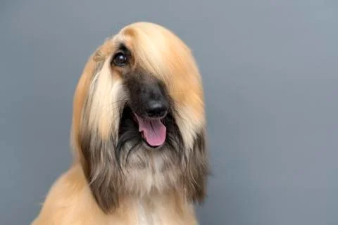 Portrait of Rough Collie in studio Stock Photos