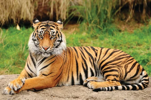 Portrait of a Royal Bengal Tiger alert and Staring at the Camera. National An Stock Photos