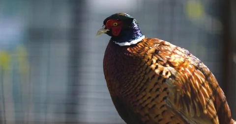 Portrait of a royal pheasant in profile Stock-Footage 88857158