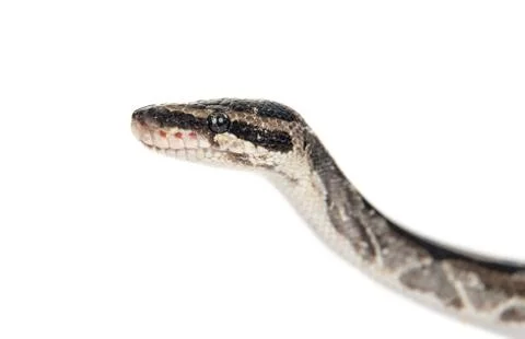 Portrait of a royal python in profile. Isolated on white background Stock-Fotos