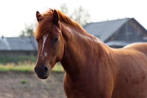 Portrait of rustic horse Stock Photos