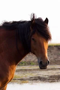 Portrait of rustic horse Stock Photos