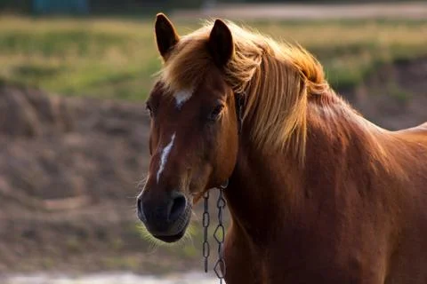 Portrait of rustic horse Fotos de archivo