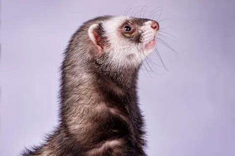 Portrait of sable ferret Foto stock