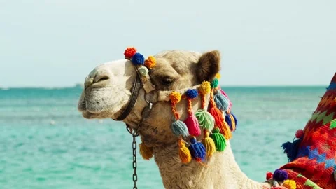 Portrait of a sad camel on a sandy beach of the Red Sea. Stock Footage 326670782