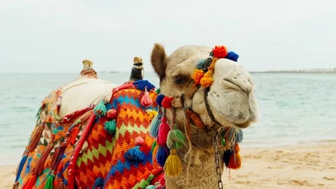 Portrait of a sad camel on a sandy beach of the Red Sea. Video stock 326673890